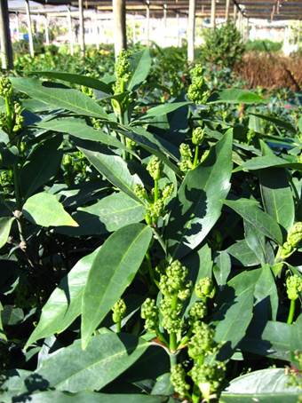 Descripción: C:\Users\amdx6\Desktop\Aucuba japonica. No variegada FJA (1).JPG